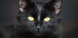 O perfeito é inimigo da perfeição