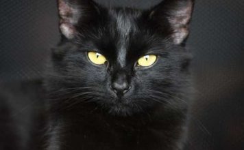 O perfeito é inimigo da perfeição