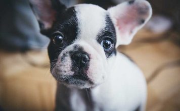 Sobre Esses Bichos Que Nos Fazem Pessoas Melhores…