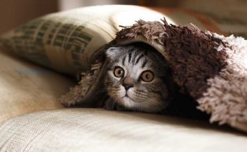 Medo e antipatia excessiva por gatos ou o receio de amores muito independentes