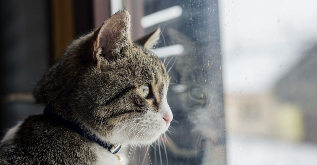 os-gatos-nos-ensinam-que-o-amor-de-verdade-sempre-volta-pra-casa