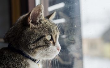 Dor não se mede, nem se compara: dor a gente consola!