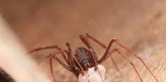 (Poesia) Como uma aranha