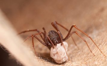 (Poesia) Como uma aranha