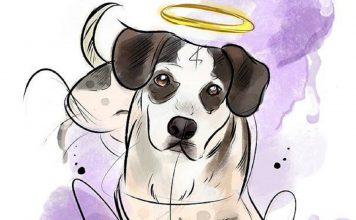 O único animal que mata por ódio é o bicho homem