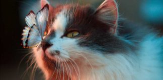 A medicina da borboleta