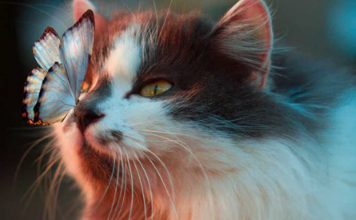 A medicina da borboleta